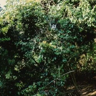 thumbnail for publication: Chiococca alba Snowberry